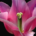 Pink Flower by Mark Gilman Pink Flower by Mark Gilman