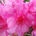 Pink Rhody by Michael Merry Pink Rhody by Michael Merry