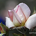 Pink Rose Bloom by Heiko Koehrer-Wagner Pink Rose Bloom by Heiko Koehrer-Wagner