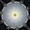 Plumeria 5 by Mark Gilman Plumeria 5 by Mark Gilman