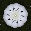 Plumeria by Mark Gilman Plumeria by Mark Gilman