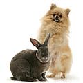 Pomeranian And Blue Rex Rabbit by Jane Burton Pomeranian And Blue Rex Rabbit by Jane Burton