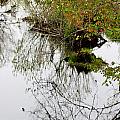 Pondscape Photograph by Kim Galluzzo Wozniak Pondscape Photograph by Kim Galluzzo Wozniak