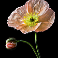 Poppy Photograph by Endre Balogh Poppy Photograph by Endre Balogh