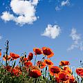 Poppy Flowers 05 Photograph by Nailia Schwarz Poppy Flowers 05 Photograph by Nailia Schwarz