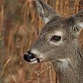 Portrait Of Browsing Deer Photograph by Daniel Reed Portrait Of Browsing Deer Photograph by Daniel Reed