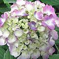 Pretty Pastels Photograph by Kim Galluzzo Wozniak Pretty Pastels Photograph by Kim Galluzzo Wozniak