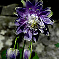 Purple Columbine Photograph by Kim Galluzzo Wozniak Purple Columbine Photograph by Kim Galluzzo Wozniak