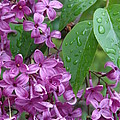 Purple Lilac Photograph by Laurel Best Purple Lilac Photograph by Laurel Best