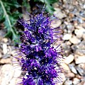 Purple Reign Photograph by Dorrene BrownButterfield Purple Reign Photograph by Dorrene BrownButterfield