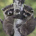 Raccoon Two Babies Climbing Tree North Photograph by Tim Fitzharris Raccoon Two Babies Climbing Tree North Photograph by Tim Fitzharris