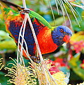 Rainbow Lorikeet 2AM-8374 by Andrew McInnes Rainbow Lorikeet 2AM-8374 by Andrew McInnes
