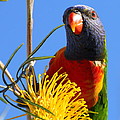 Rainbow Lorikeet pose by Andrew McInnes Rainbow Lorikeet pose by Andrew McInnes