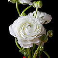 Ranunculus In Red Vase by Garry Gay Ranunculus In Red Vase by Garry Gay