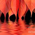 Red autumn leaves in water Photograph by Simon Bratt Red autumn leaves in water Photograph by Simon Bratt