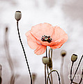 Red Corn Poppy Flowers 01 by Nailia Schwarz Red Corn Poppy Flowers 01 by Nailia Schwarz