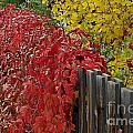 Red Fence Photograph by Dorrene BrownButterfield Red Fence Photograph by Dorrene BrownButterfield