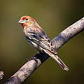 Red Male House Finch Photograph by Bill and Linda Tiepelman Red Male House Finch Photograph by Bill and Linda Tiepelman