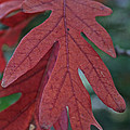 Red Oak Leaf by Susan Herber Red Oak Leaf by Susan Herber