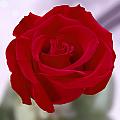 Red Rose Photograph by Mike McGlothlen Red Rose Photograph by Mike McGlothlen