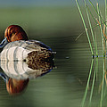 Redhead Duck Male With Reflection Photograph by Tim Fitzharris Redhead Duck Male With Reflection Photograph by Tim Fitzharris