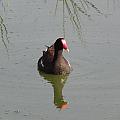 Reflections Of A Moorehen Photograph by Kim Galluzzo Wozniak Reflections Of A Moorehen Photograph by Kim Galluzzo Wozniak