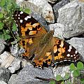 Resting On Rocky Clovers Photograph by Kim Galluzzo Wozniak Resting On Rocky Clovers Photograph by Kim Galluzzo Wozniak