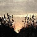 Rise Between The Dunes Photograph by Kim Galluzzo Wozniak Rise Between The Dunes Photograph by Kim Galluzzo Wozniak