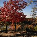 River Tree by Tim Nyberg River Tree by Tim Nyberg