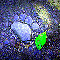Rock Paw by Lisa Rose Musselwhite Rock Paw by Lisa Rose Musselwhite