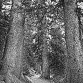 Rocky Mountain Forest Walk BW Photograph by James BO Insogna Rocky Mountain Forest Walk BW Photograph by James BO Insogna