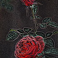 Rose 85 by Pamela Cooper Rose 85 by Pamela Cooper