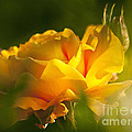 Rose Blossom Photograph by Heiko Koehrer-Wagner Rose Blossom Photograph by Heiko Koehrer-Wagner