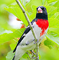 Rose-breasted Grosbeak by Andrew McInnes Rose-breasted Grosbeak by Andrew McInnes