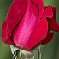 Rose Flower Series 1 Photograph by Heiko Koehrer-Wagner Rose Flower Series 1 Photograph by Heiko Koehrer-Wagner