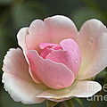 Rose Flower Series 12 by Heiko Koehrer-Wagner Rose Flower Series 12 by Heiko Koehrer-Wagner