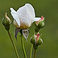 Rose Flower Series 6 by Heiko Koehrer-Wagner Rose Flower Series 6 by Heiko Koehrer-Wagner