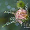 Rose Flower Series 9 by Heiko Koehrer-Wagner Rose Flower Series 9 by Heiko Koehrer-Wagner