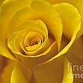 Rose Poetry by Heiko Koehrer-Wagner Rose Poetry by Heiko Koehrer-Wagner