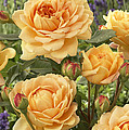 Rose Rosa Sp Golden Celebration Variety by VisionsPictures Rose Rosa Sp Golden Celebration Variety by VisionsPictures