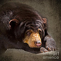 Sad Sun Bear by Louise Heusinkveld Sad Sun Bear by Louise Heusinkveld