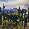 Saguaro Cacti And Santa Catalina Photograph by Tim Fitzharris Saguaro Cacti And Santa Catalina Photograph by Tim Fitzharris