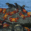 Sally Lightfoot Crab Grapsus Grapsus Photograph by Tui De Roy Sally Lightfoot Crab Grapsus Grapsus Photograph by Tui De Roy