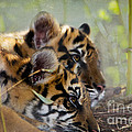 Samatran Tiger Cubs by Betty LaRue Samatran Tiger Cubs by Betty LaRue