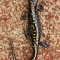 Santa Cruz Long Toed Salamander Aptos Photograph by Sebastian Kennerknecht Santa Cruz Long Toed Salamander Aptos Photograph by Sebastian Kennerknecht