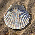 Sea Shell 2 Photograph by Mike McGlothlen Sea Shell 2 Photograph by Mike McGlothlen