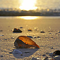 Seashells and Sunshine by Christine Stonebridge Seashells and Sunshine by Christine Stonebridge