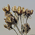 Seed Pods by Brian Wallace Seed Pods by Brian Wallace