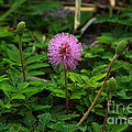 Sensitive Briar by Barbara Bowen Sensitive Briar by Barbara Bowen