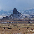 Sentinels Photograph by Dorrene BrownButterfield Sentinels Photograph by Dorrene BrownButterfield